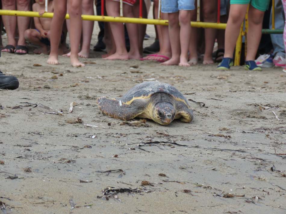 Más de medio millar de personas participa en la suelta de tortugas marinas en la playa Punta...