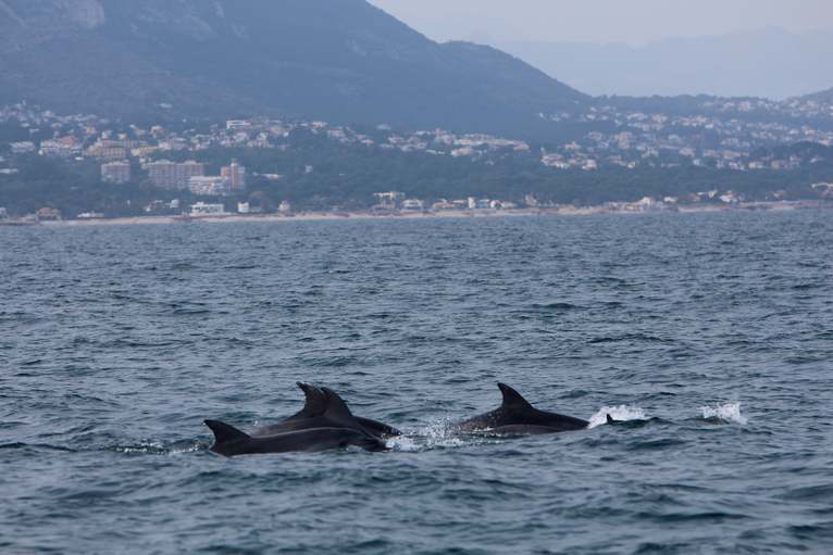 Un equipo de observación marina que estudia el litoral dianense registra tres grupos de delf...