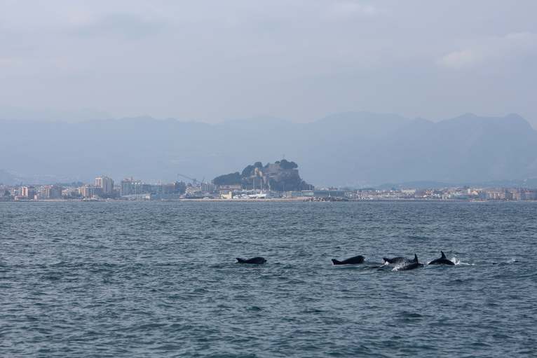 Un equipo de observación marina que estudia el litoral dianense registra tres grupos de delf...