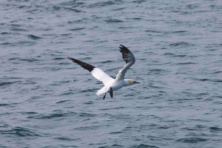 Un equipo de observación marina que estudia el litoral dianense registra tres grupos de delf...