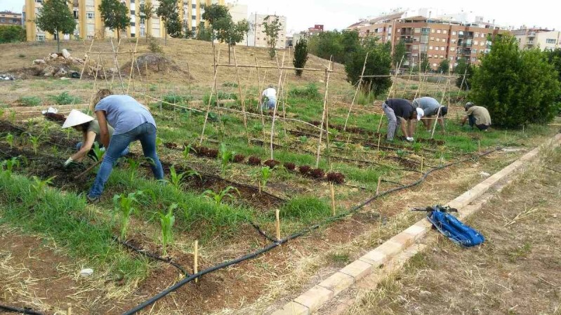 Creama Dénia ofrece un nuevo programa formativo de actividades auxiliares en agricultura lig...