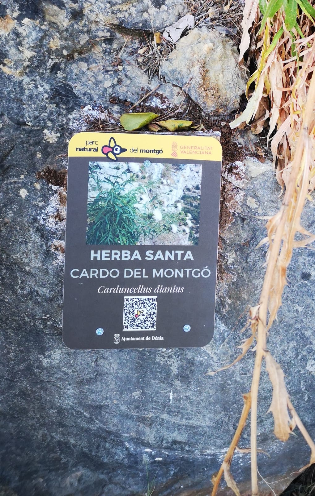 El Ayuntamiento de Dénia y el Parque Natural del Montgó señalizan una ruta botánica en el Ca...