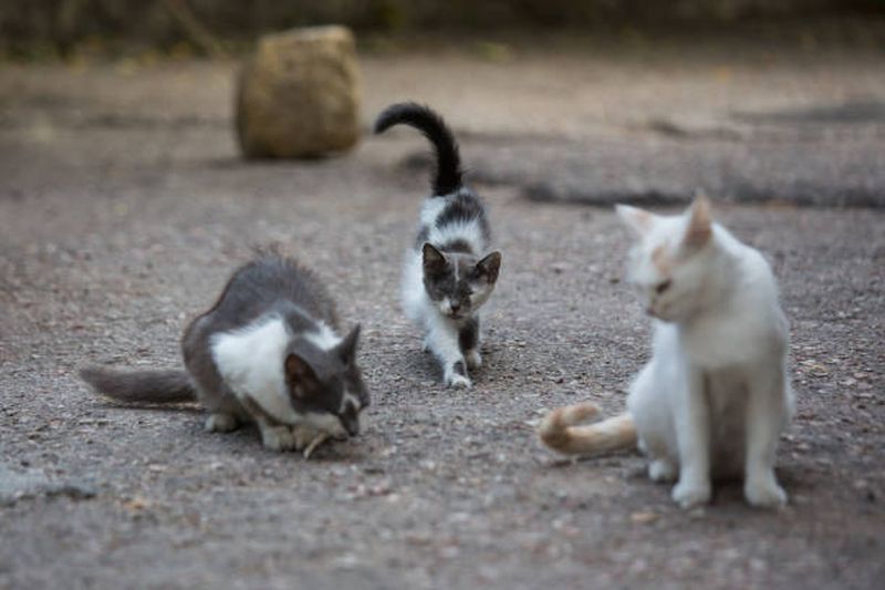  El pleno vota la aprobación inicial del reglamento del Consejo Municipal Marítimo-Pesquero y la modificación de la ordenanza de tenencia de animales 
