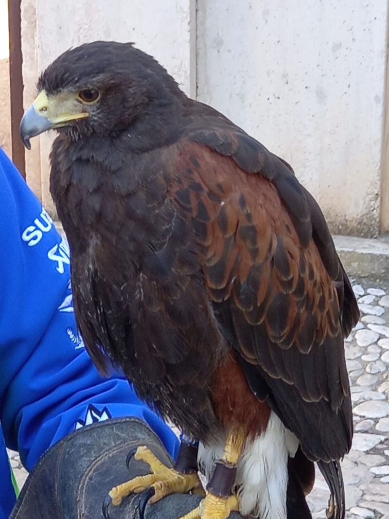  El Ajuntament de Dénia suma el uso de águilas para el control de la población de gaviotas en el castillo de Dénia 
