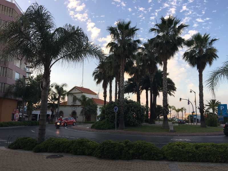 El mantenimiento de árboles y palmeras se amplía a nuevas zonas del municipio