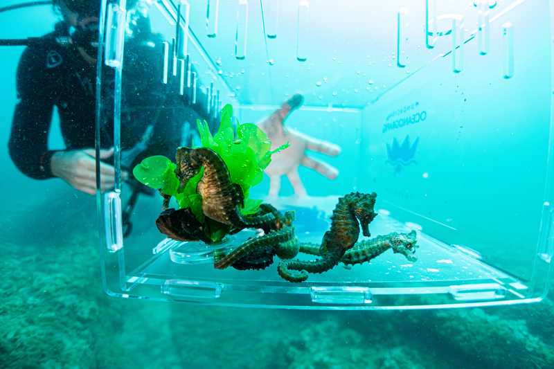 Foto: Oceanogràfic València