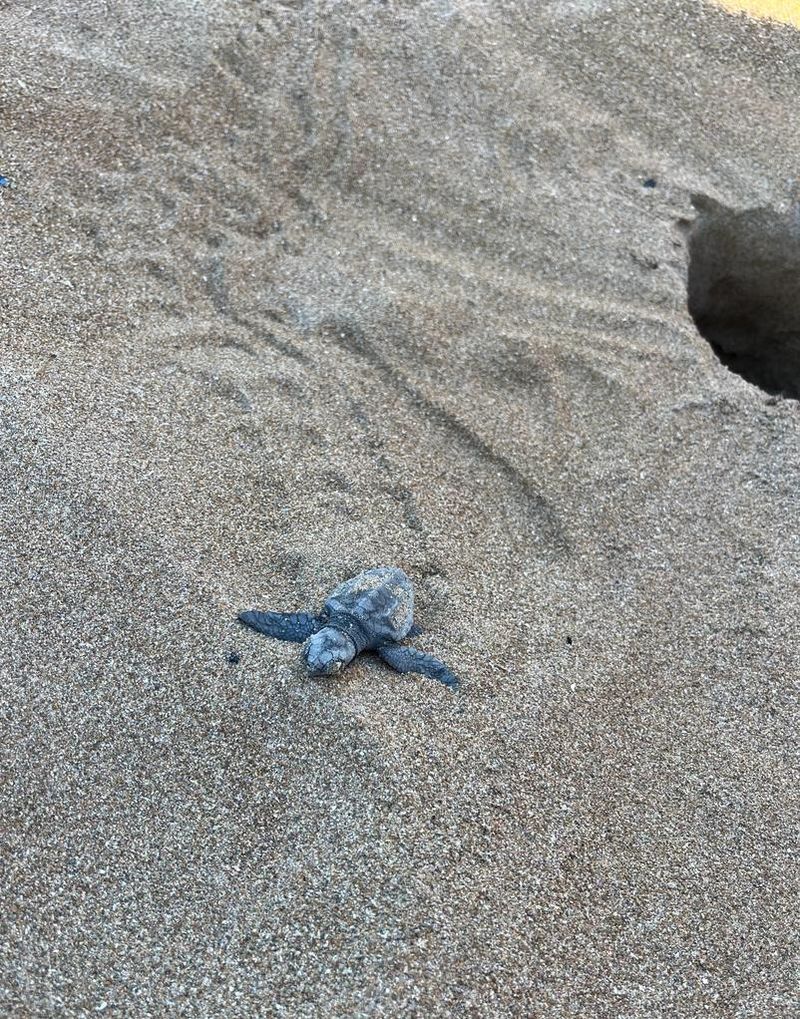 La platja d'Albaranes acull el ‘Campament tortuga’