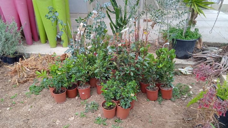 Cadeal Motor Club dona plantas al Ajuntament de Dénia para compensar su impacto medio ambiental