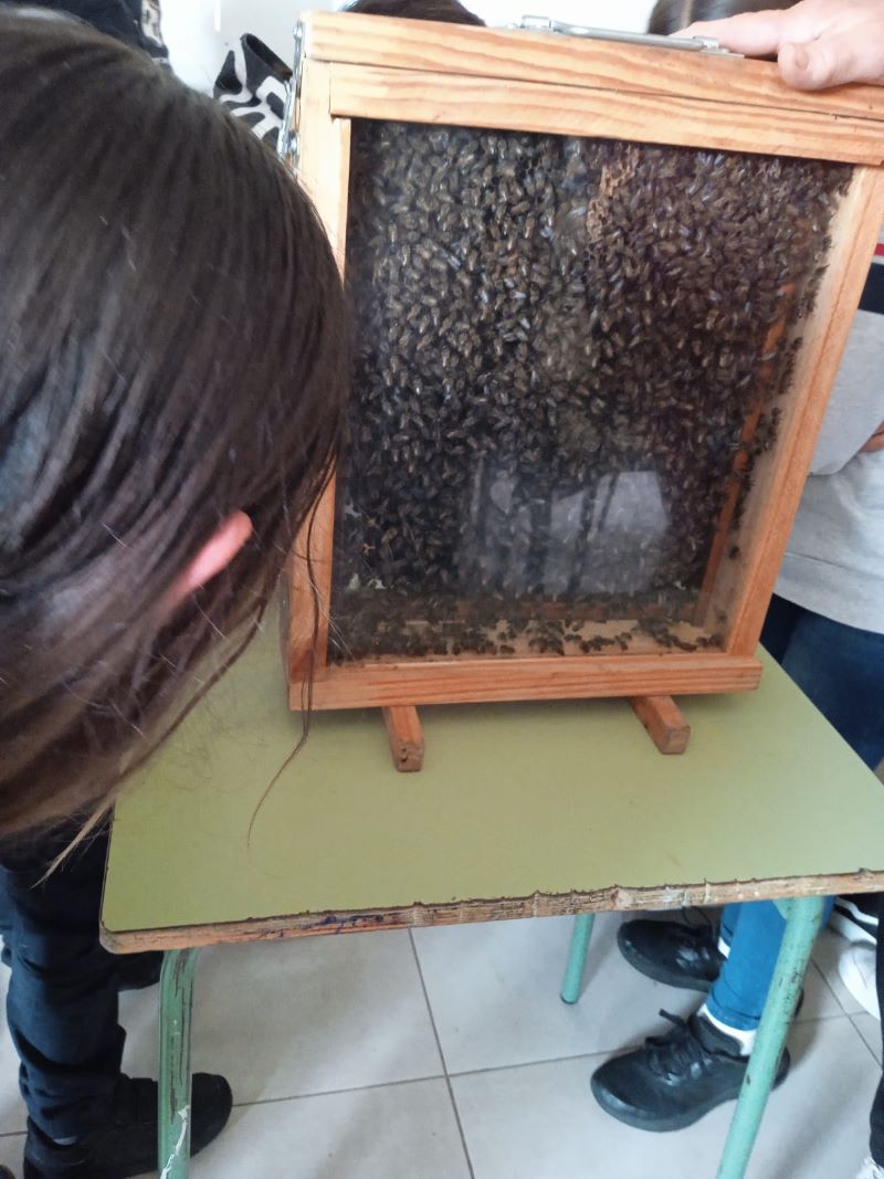 La asociación de Apicultores del Montgó muestra la importancia de las abejas al alumnado de ...