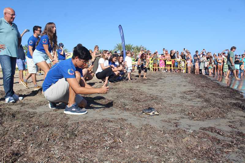 Set exemplars de tortuga babaua nascuts a Dénia l'any passat tornen a la mar