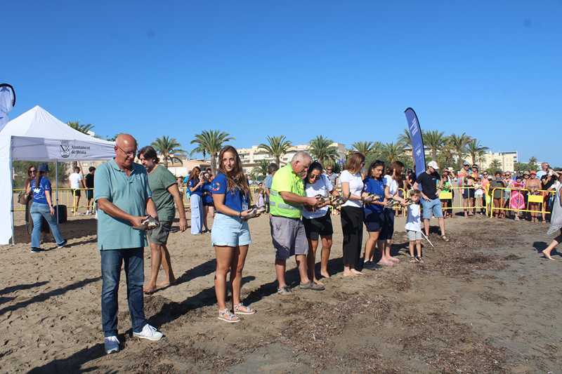 Set exemplars de tortuga babaua nascuts a Dénia l'any passat tornen a la mar