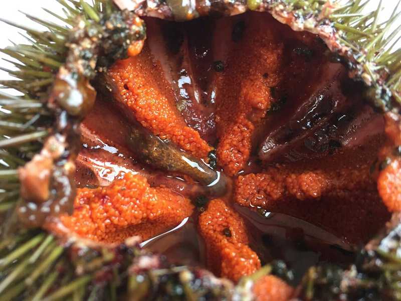 La recuperación del erizo de mar o el empleo de restos de posidonia para incrementar el arom...