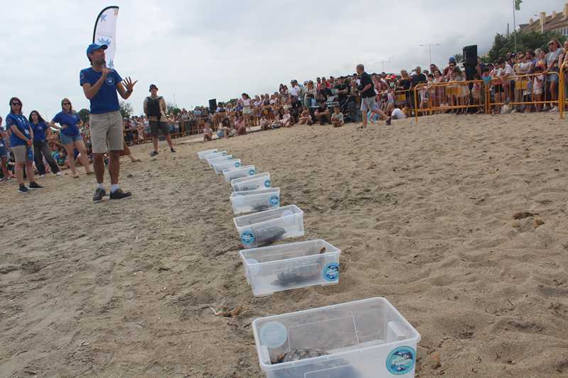  Suelta de tortugas en la playa Punta del Raset 