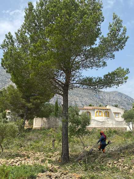 El Ajuntament de Dénia inicia los trabajos de apertura de franjas en la zona de Rotes-Montgó...