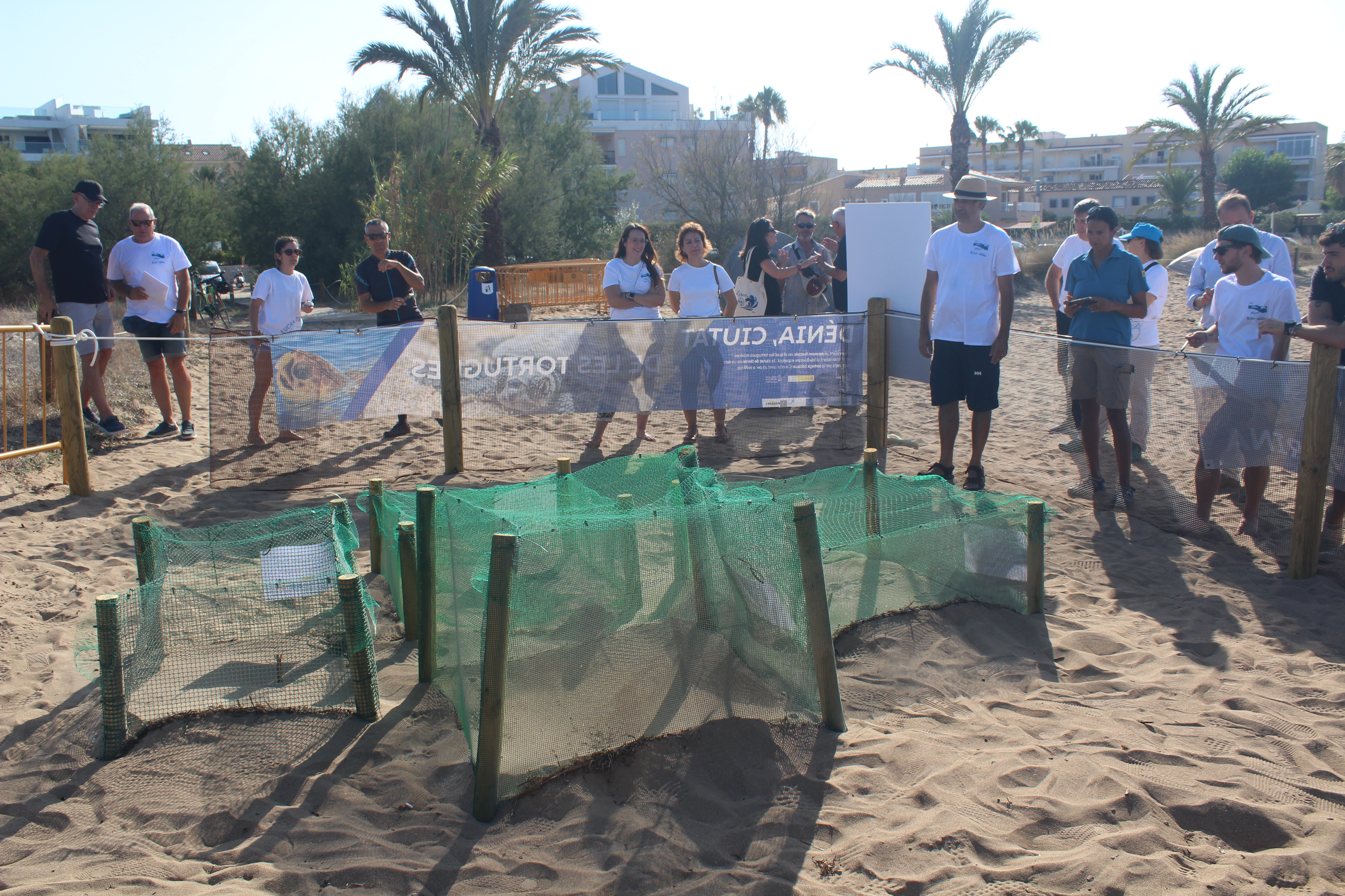  Arranca el Campamento Tortuga en Les Albaranes para custodiar los cuatro nidos de Diana 