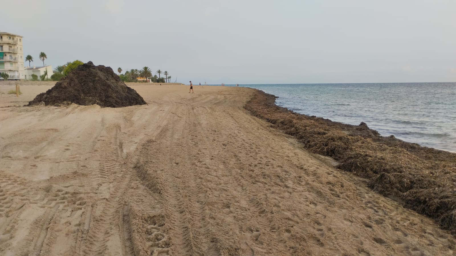  La modificación del 'Manual de buenas prácticas sobre la retirada de restos de posidonia y seba' solo afecta, en el caso de Dénia, a la playa de Els Molins 