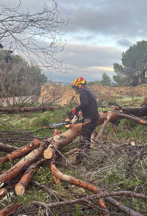  Empieza la tala de más de un centenar de pinos secos en peligro potencial de caída en el Castell de Dénia 