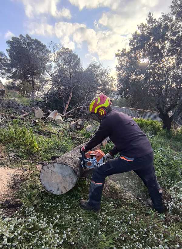  Empieza la tala de más de un centenar de pinos secos en peligro potencial de caída en el Castell de Dénia 