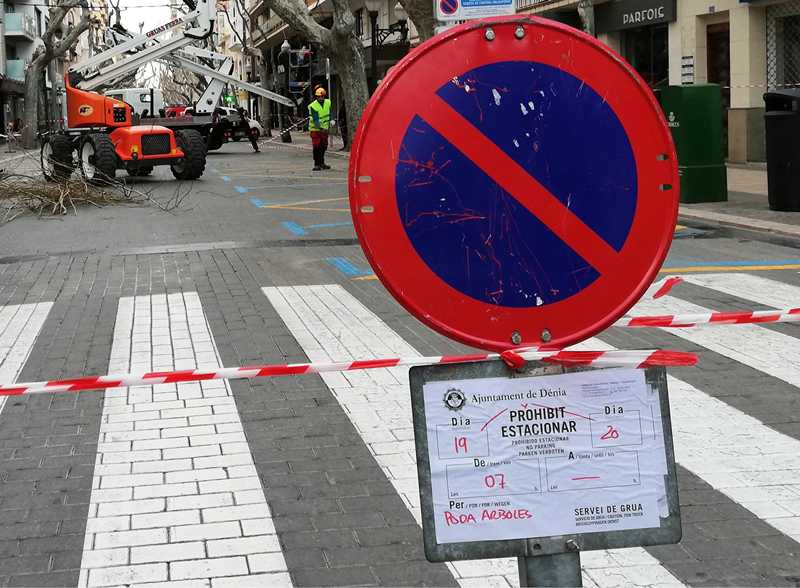  El lunes empieza la poda de los árboles de la calle Marqués de Campo 