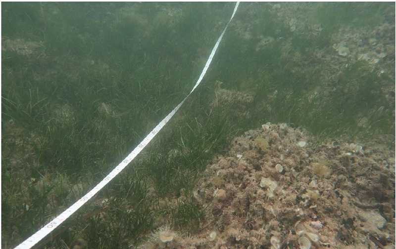 Mostreig a la platja Punta del Raset