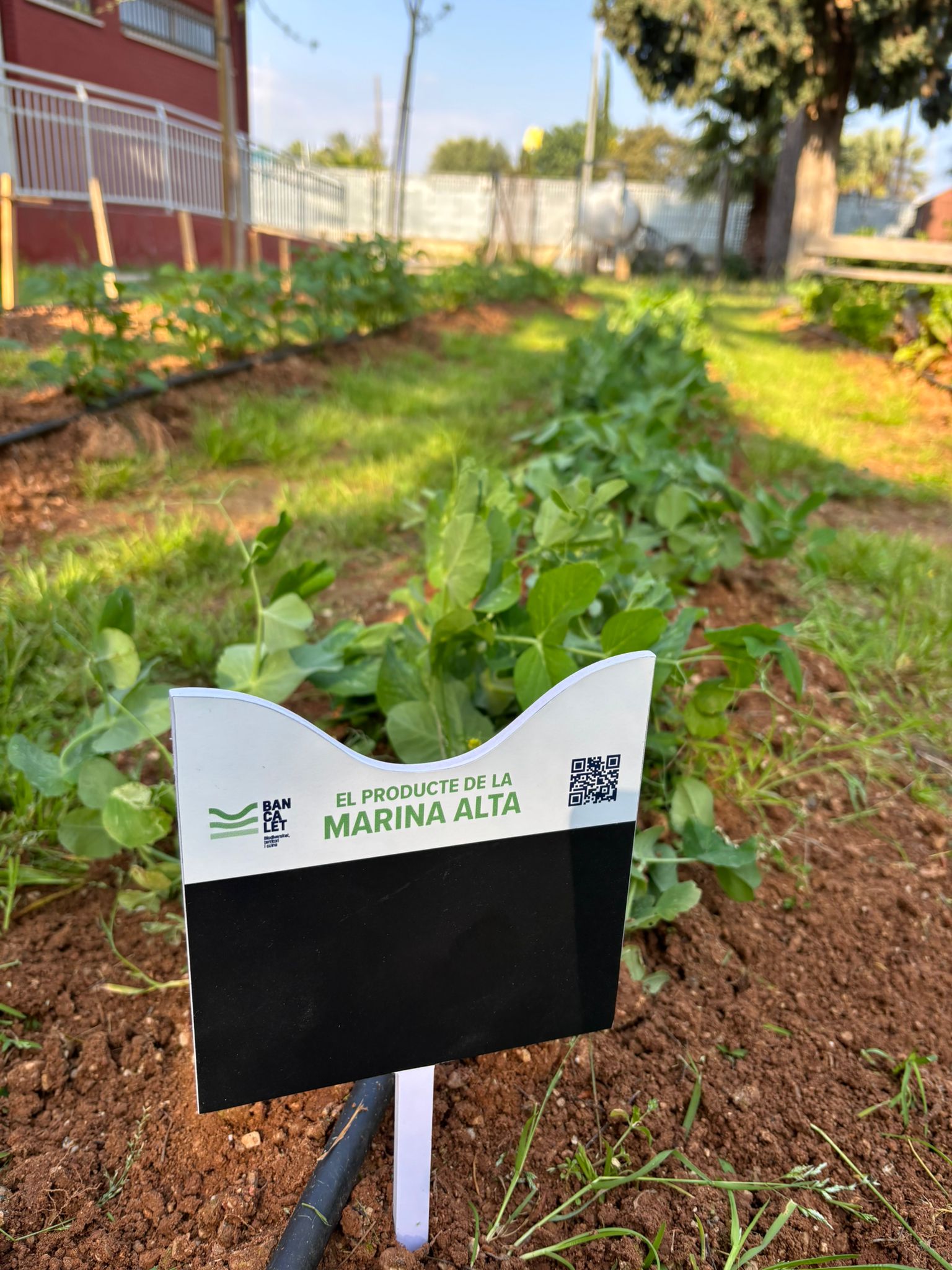 Bancalet, con los proyectos escolares que promueven territorio y hábitos alimenticios saluda...