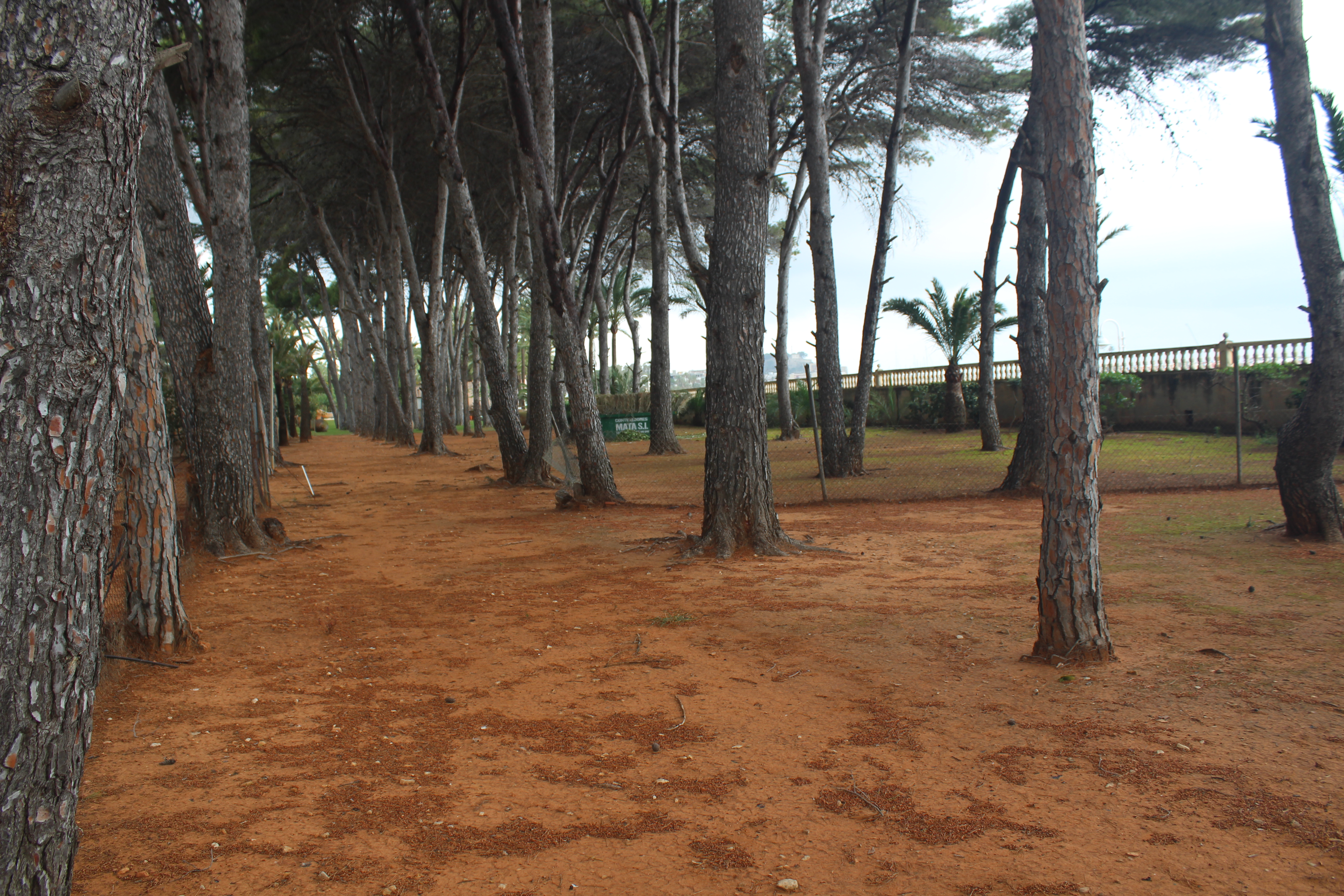 Tres mil metres quadrats de pinada en el Marge Roig passen a ser zona verda municipal