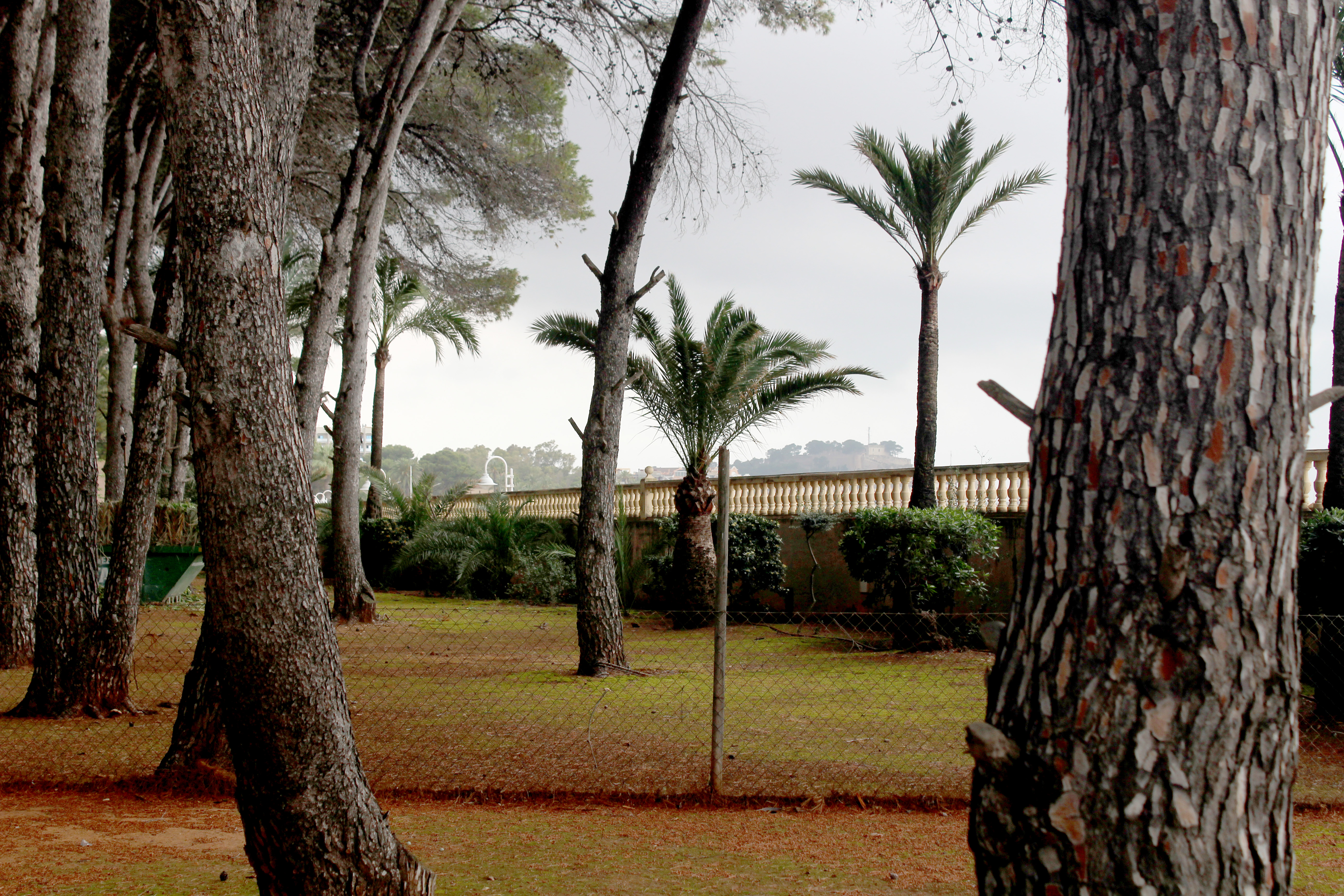 Tres mil metres quadrats de pinada en el Marge Roig passen a ser zona verda municipal