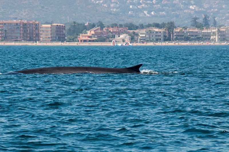 Comienza la temporada alta de avistamientos de ballenas frente a las costas de Dénia