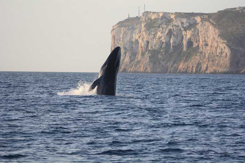 Comienza la temporada alta de avistamientos de ballenas frente a las costas de Dénia