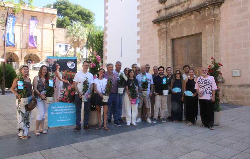   La campaña Di Dipladenia llena espacios públicos, comercios y establecimientos de hostelería de Dénia de estas plantas ornamentales 