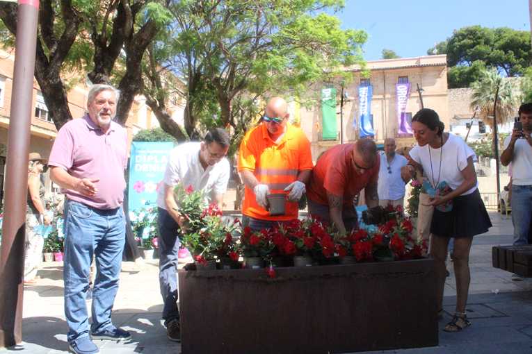   La campaña Di Dipladenia llena espacios públicos, comercios y establecimientos de hostelería de Dénia de estas plantas ornamentales 