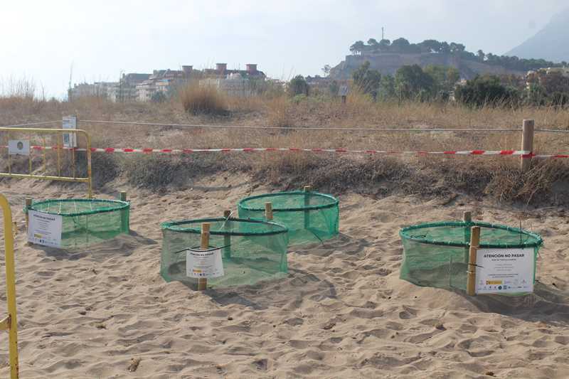 Més de 200 persones voluntàries vigilen des de hui els nius del ‘Campament Tortuga’ en la pl...
